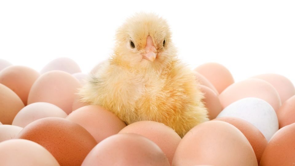incubator oua